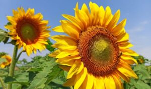 今ここを生きるとは？スピリチュアル活用法