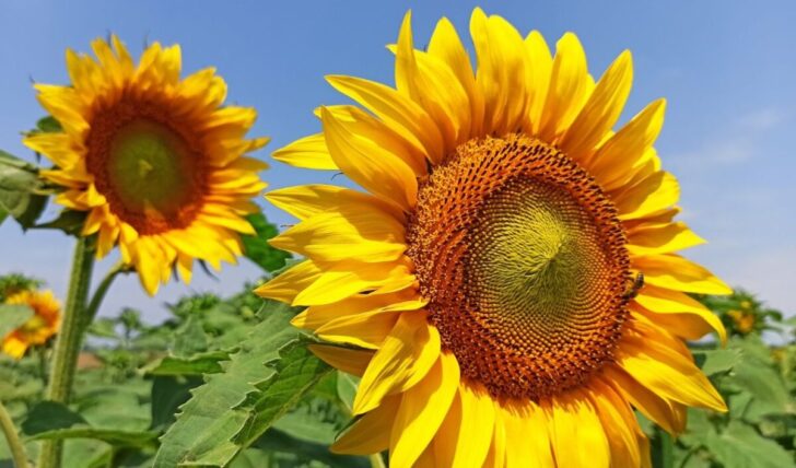 今ここを生きるとは?スピリチュアル活用法